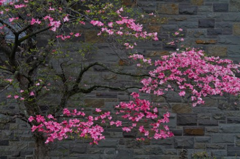 pink dogwood