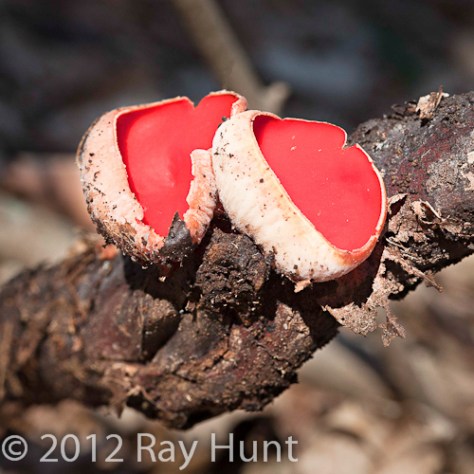 Sarcoscypha RHunt_01