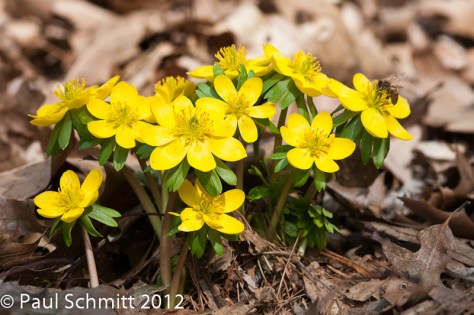 Eranthis