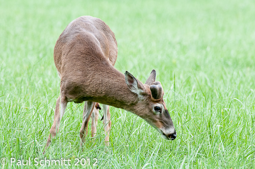 Whitetail Buck Deer
