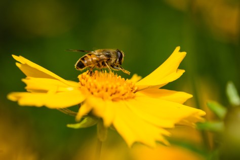 Bee on flower