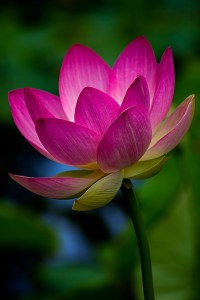 ©Ridenour_Lotus_2453.a-Recovered