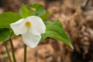 Trillium grandiflorum-20160503_029
