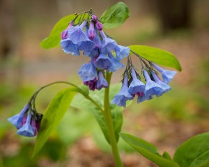 Virginia Bluebells-20160503_032