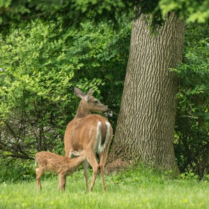 PRE NR Nik-20160608_663