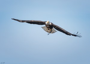 conowingo-eagle_2016-12-14_266-fb