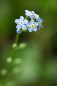 forget-me-not-960